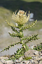 Cirsium spinosissimum (C209125)