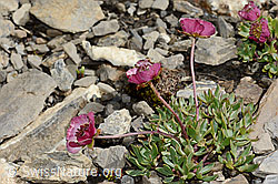 Gletscher-Hahnenfuss (Ranunculus glacialis) (C209126) Gletscher-Hahnenfuss (Ranunculus glacialis) (C209126)
