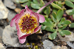 Gletscher-Hahnenfuss (Ranunculus glacialis) (C209127) Gletscher-Hahnenfuss (Ranunculus glacialis) (C209127)