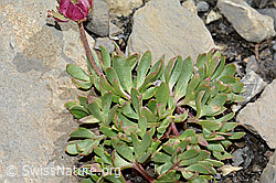 Gletscher-Hahnenfuss (Ranunculus glacialis) (C209129) Gletscher-Hahnenfuss (Ranunculus glacialis) (C209129)