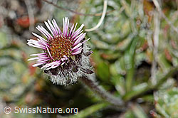 Erigeron uniflorus (C209181)