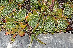 Saxifraga paniculata (C209186)