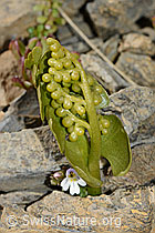 Echte Mondraute (Botrychium lunaria) (09.2021, C209188)