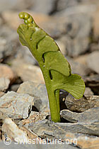 Botrychium lunaria (C209189)