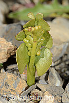 Echte Mondraute (Botrychium lunaria) (09.2021, C209191)