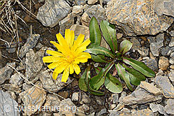 Berg-Milchkraut (Leontodon montanus) (C209200) Berg-Milchkraut (Leontodon montanus) (C209200)