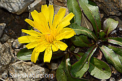 Berg-Milchkraut (Leontodon montanus) (C209201) Berg-Milchkraut (Leontodon montanus) (C209201)