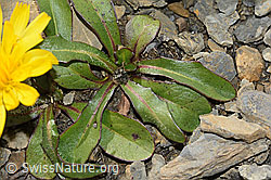 Berg-Milchkraut (Leontodon montanus) (C209202) Berg-Milchkraut (Leontodon montanus) (C209202)