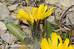 Berg-Milchkraut (Leontodon montanus) (C209203) Berg-Milchkraut (Leontodon montanus) (C209203)