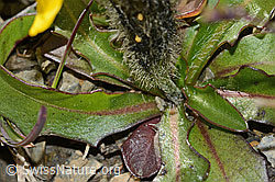 Berg-Milchkraut (Leontodon montanus) (C209204) Berg-Milchkraut (Leontodon montanus) (C209204)