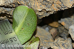 Berg-Milchkraut (Leontodon montanus) (C209205) Berg-Milchkraut (Leontodon montanus) (C209205)