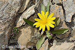 Berg-Milchkraut (Leontodon montanus) (C209206) Berg-Milchkraut (Leontodon montanus) (C209206)