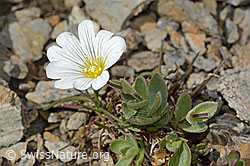 Breitblättriges Hornkraut (Cerastium latifolium) (09.2021, C209208)