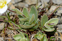 Cerastium latifolium (C209209)
