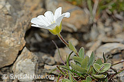 Breitblättriges Hornkraut (Cerastium latifolium) (09.2021, C209210)
