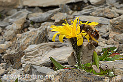 Mistbiene (Eristalis tenax)