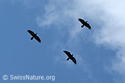 Kolkraben (Corvus corax) (C209230)