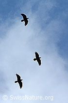 Kolkraben (Corvus corax) (C209231)