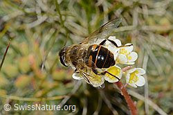 Eristalis tenax on Saxifraga paniculata (C209243) Eristalis tenax on Saxifraga paniculata (C209243)