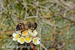 Mistbiene (Eristalis tenax)