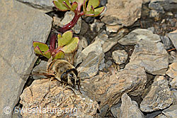 Mistbiene (Eristalis tenax) (09.2021, C209245)
