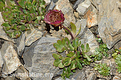 Gletscher-Hahnenfuss (Ranunculus glacialis) (C209246) Gletscher-Hahnenfuss (Ranunculus glacialis) (C209246)