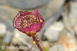 Gletscher-Hahnenfuss (Ranunculus glacialis) (C209247) Gletscher-Hahnenfuss (Ranunculus glacialis) (C209247)