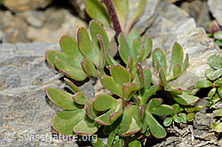 Gletscher-Hahnenfuss (Ranunculus glacialis) (C209248) Gletscher-Hahnenfuss (Ranunculus glacialis) (C209248)