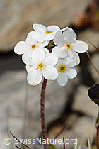 Androsace chamaejasme (C209251)