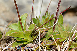 Androsace chamaejasme (C209253)