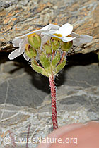 Androsace chamaejasme (C209254)