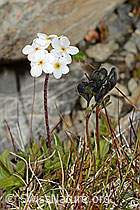 Androsace chamaejasme (C209255)