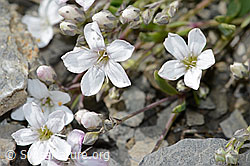 Gypsophila repens (C209273)