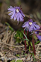 Soldanella alpina (21.05.2022, C222425)