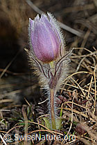 Pulsatilla vernalis (C222428)