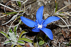 Schleichers Enzian (Gentiana schleicheri) (C222457)