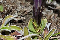 Schleichers Enzian (Gentiana schleicheri) (C222459)