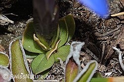Schleichers Enzian (Gentiana schleicheri) (C222460)