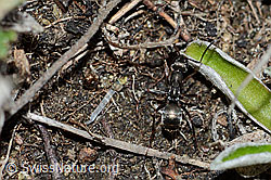 Formica lemani (Waldameise) (C222461) Formica lemani (Waldameise) (C222461)