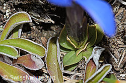 Schleichers Enzian (Gentiana schleicheri) (C222464)