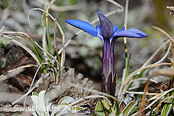 Schleichers Enzian (Gentiana schleicheri) (C222465)