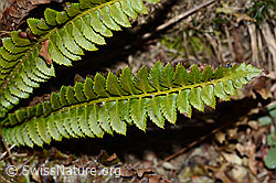 Lanzenfarn (Polystichum lonchitis) (C222468) Lanzenfarn (Polystichum lonchitis) (C222468)