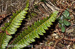 Lanzenfarn (Polystichum lonchitis) (C222469) Lanzenfarn (Polystichum lonchitis) (C222469)