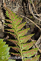 Lanzenfarn (Polystichum lonchitis) (C222470) Lanzenfarn (Polystichum lonchitis) (C222470)