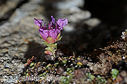 Gegenblättriger Steinbrech (Saxifraga oppositifolia) (C222475) Gegenblättriger Steinbrech (Saxifraga oppositifolia) (C222475)