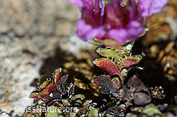 Gegenblättriger Steinbrech (Saxifraga oppositifolia) (C222476) Gegenblättriger Steinbrech (Saxifraga oppositifolia) (C222476)