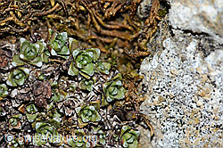 Gegenblättriger Steinbrech (Saxifraga oppositifolia) (C222477) Gegenblättriger Steinbrech (Saxifraga oppositifolia) (C222477)