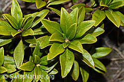 Rhododendron ferrugineum (21.05.2022, C222481)