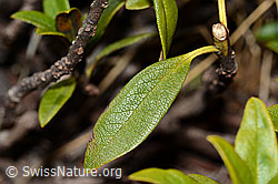 Rhododendron ferrugineum (C222484)
