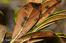 Rhododendron ferrugineum (C222485)